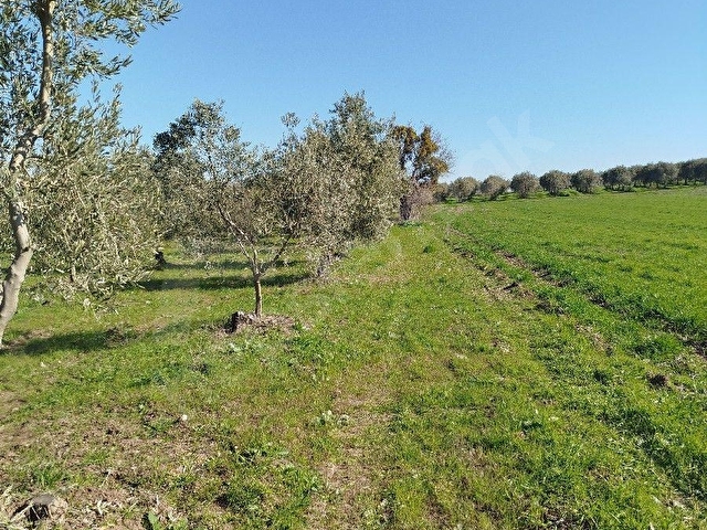 MANİSA ŞEHZADELER TEKELLER MAH. 9050 M2TEK TAPU 15 YILLIK ZEYTİNLİK SATILIKTIR - Görsel 15