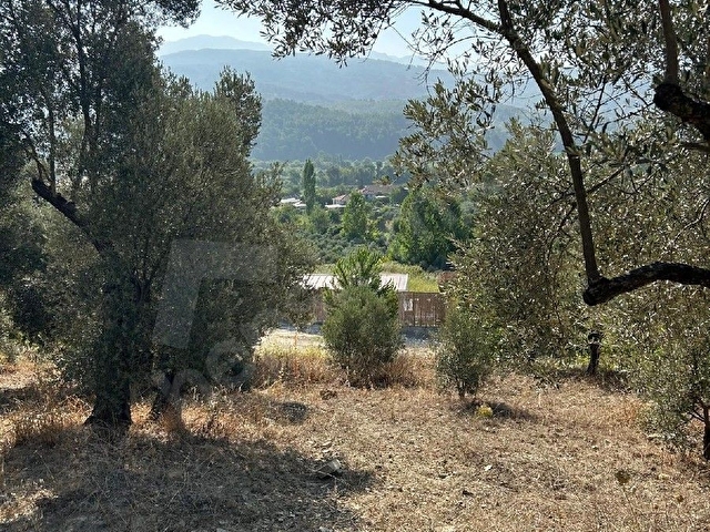 Bakımlı ve Verimli 250 Zeytin Ağacı – Yola yakın Satılık Tarla - Görsel 10