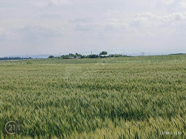 C21 LOCA DAN ALTIEYLÜL KÖYLÜ MAHALLESİNDE 1775 m2 SATILIK TARLA - Görsel 23