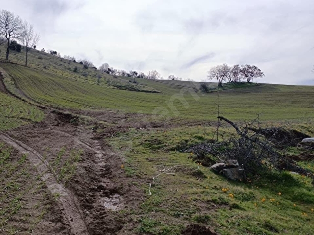 ELEKTRİĞİ VE YOLU ÖNÜNDE,ARKASI ORMAN,16 DÖNÜM %5 İMARLI ARAZİ - Görsel 4