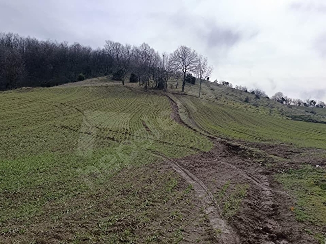 ELEKTRİĞİ VE YOLU ÖNÜNDE,ARKASI ORMAN,16 DÖNÜM %5 İMARLI ARAZİ - Görsel 5