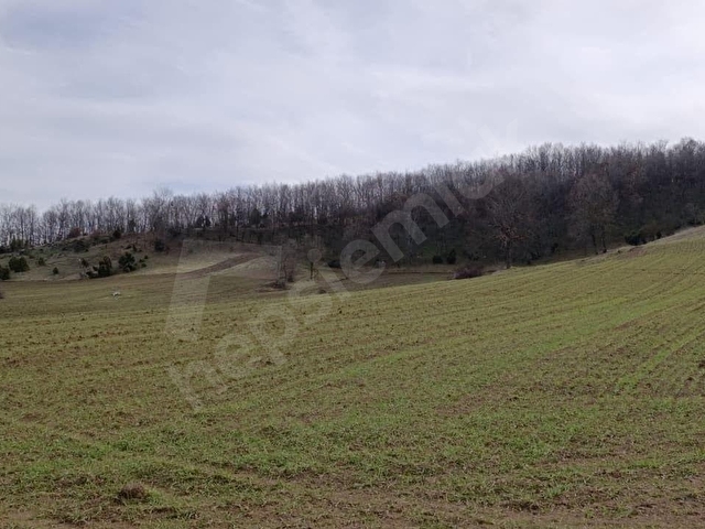 ELEKTRİĞİ VE YOLU ÖNÜNDE,ARKASI ORMAN,16 DÖNÜM %5 İMARLI ARAZİ - Görsel 9