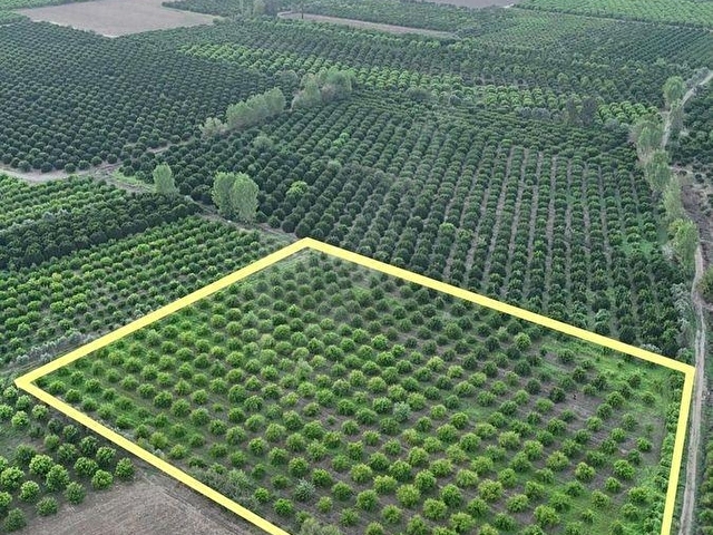 KOZAN Karacaören Mah.SATILIK 15.444m² Portakal Bahçesi