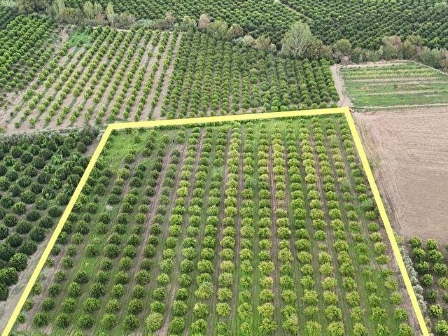 KOZAN Karacaören Mah.SATILIK 15.444m² Portakal Bahçesi - Görsel 2