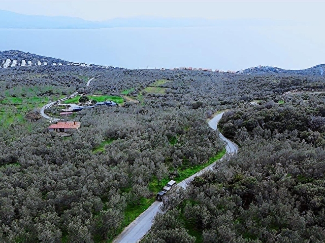 Denize 1 Km! Kocaköyde Kadastral Yollu, Fırsat Zeytinlik - Görsel 13