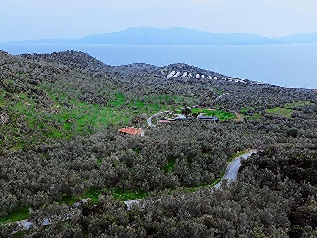 Denize 1 Km! Kocaköyde Kadastral Yollu, Fırsat Zeytinlik - Görsel 10