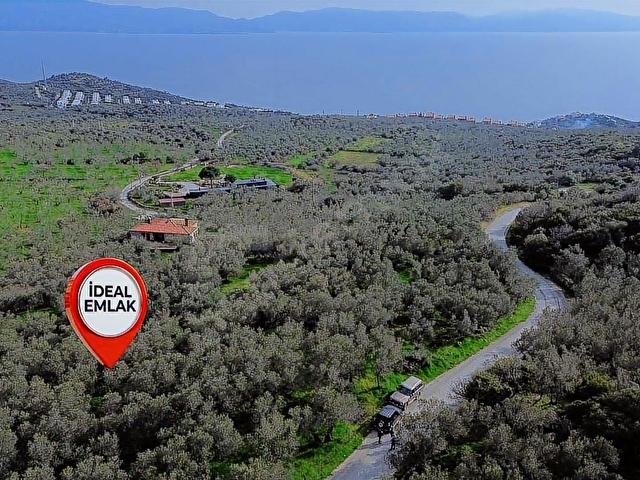 Denize 1 Km! Kocaköyde Kadastral Yollu, Fırsat Zeytinlik - Görsel 9