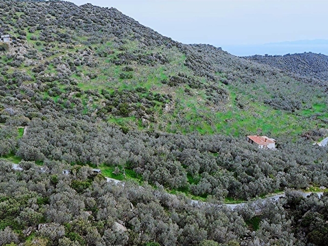 Denize 1 Km! Kocaköyde Kadastral Yollu, Fırsat Zeytinlik - Görsel 16
