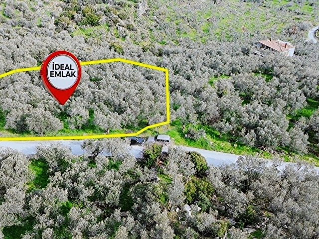 Denize 1 Km! Kocaköyde Kadastral Yollu, Fırsat Zeytinlik - Görsel 5
