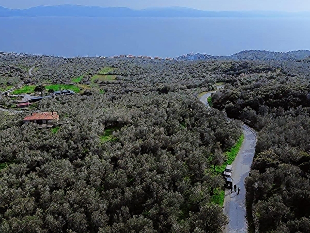 Denize 1 Km! Kocaköyde Kadastral Yollu, Fırsat Zeytinlik - Görsel 26