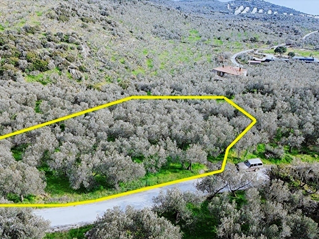 Denize 1 Km! Kocaköyde Kadastral Yollu, Fırsat Zeytinlik