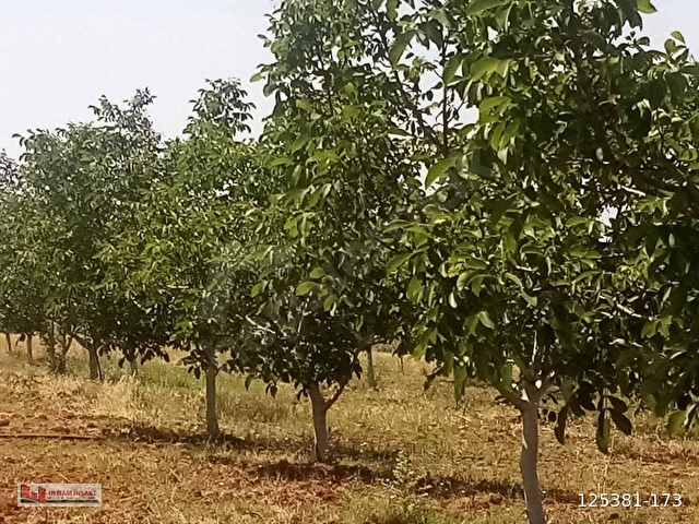 BALIKESİR BANDIRMADA SATILIK YATIRIMLIK TARLA 10,799m2 - Görsel 12