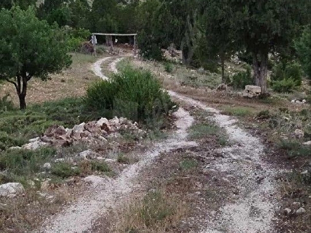 SATILIK KURULU DÜZEN CEVİZ BAHÇESİ - Görsel 19