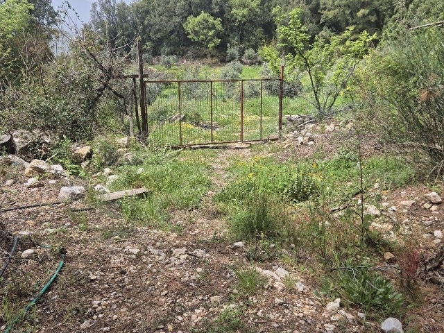 MÜSTAKİL TAPULU SATILIK ZEYTİN BAHÇESİ - Görsel 2