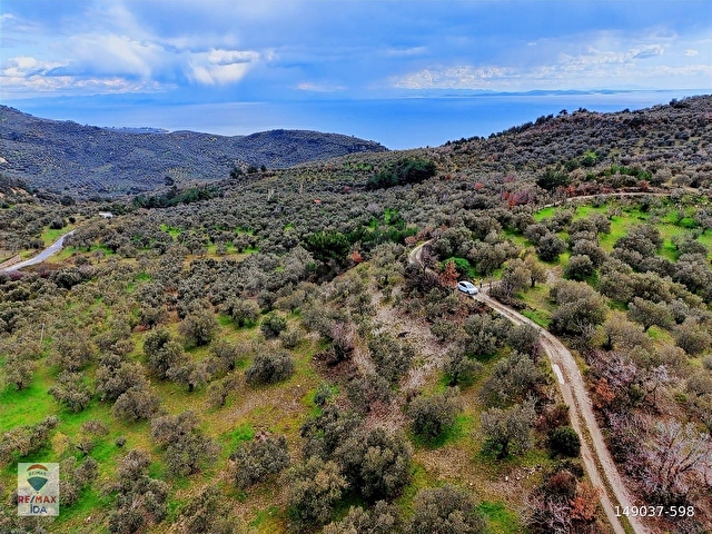 Çanakkale Ayvacık Kayalar Deniz Manzaralı Satılık Zeytinlik