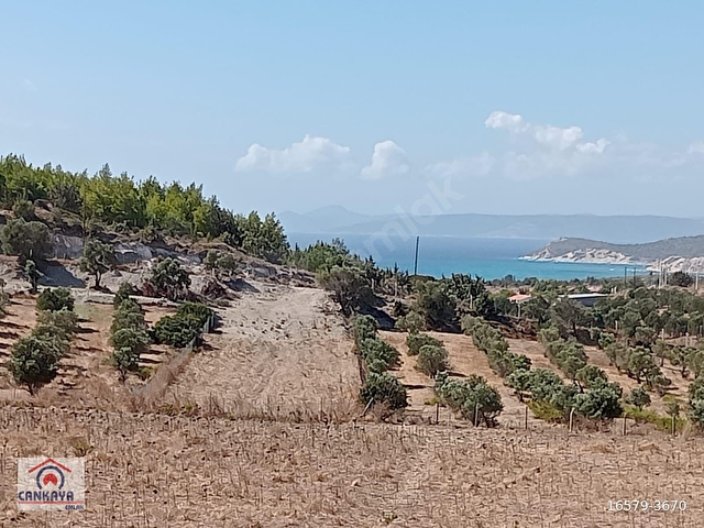 TARLA ÇEŞME ALTINKUM DA 7.500 M2 DENİZ MANZARALI