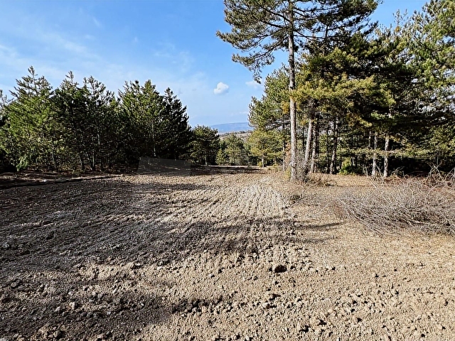Gölpazarı Kümbet Köyü 4500 m2 Satılık Arazi