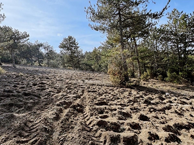 Gölpazarı Kümbet Köyü 4500 m2 Satılık Arazi - Görsel 7