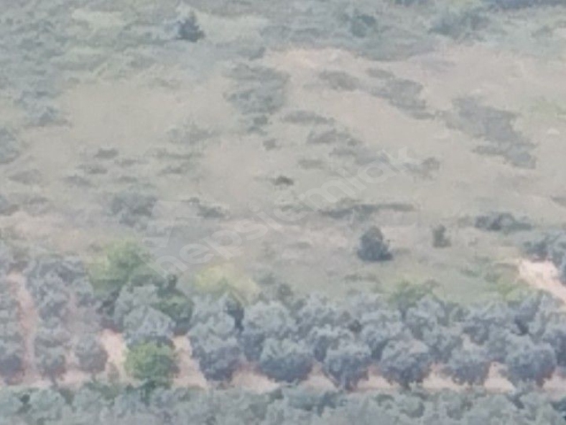 İZNİK TACİR KÖYÜNDE BÜYÜK ARAZİM OLSUN DİYENLERE SÜPER FIRSAT KUPON ARAZİ - Görsel 4