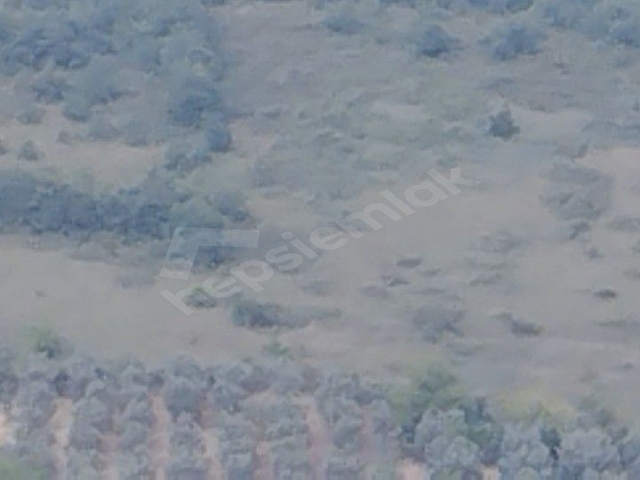 İZNİK TACİR KÖYÜNDE BÜYÜK ARAZİM OLSUN DİYENLERE SÜPER FIRSAT KUPON ARAZİ - Görsel 12
