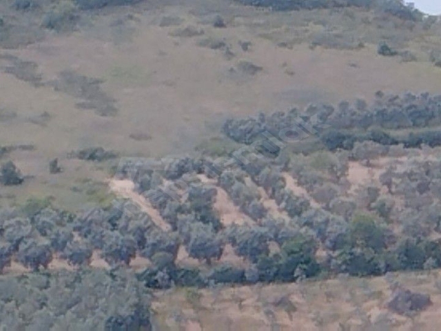 İZNİK TACİR KÖYÜNDE BÜYÜK ARAZİM OLSUN DİYENLERE SÜPER FIRSAT KUPON ARAZİ - Görsel 16