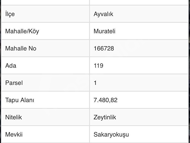 AYAVALIK/MURATELİ DE AYVALIK ASFALT YOLUNA CEPHE ZEYTİNLİ TARLA - Görsel 5