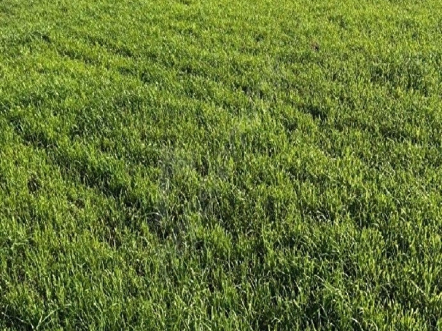 Nazilli Prof. M. Aksoy Mahallesinde Satılık 11.680 m² Tarla - Görsel 3