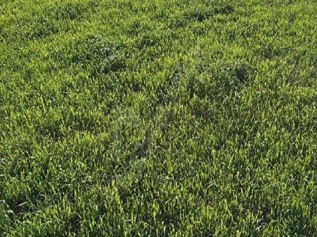 Nazilli Prof. M. Aksoy Mahallesinde Satılık 11.680 m² Tarla - Görsel 4