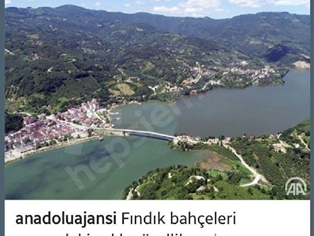 Samsunun SAKLI CENNET Ayvacık ilçesinde satılık fındık bahçesi