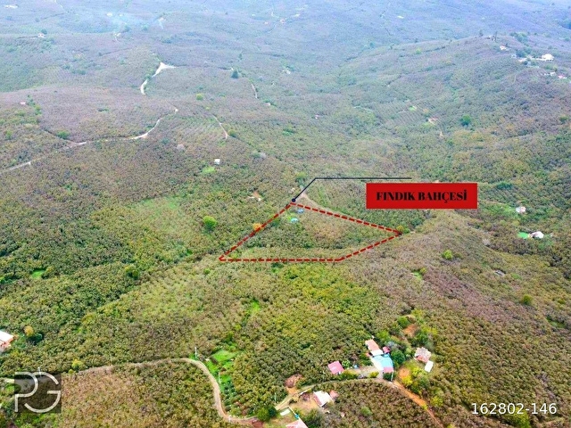 PRIMEDAN SAKARYA KOCAALİ SELAHİYEDE VERİMLİ FINDIK BAHÇESİ!!!