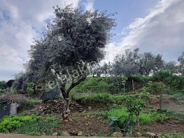 GENİŞ BAHÇELİ MÜSTAKİL EV - Görsel 24
