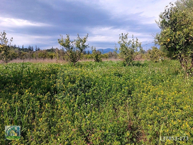 Muğla Dalyan SATILIK 750 m2 Tarla - Görsel 13