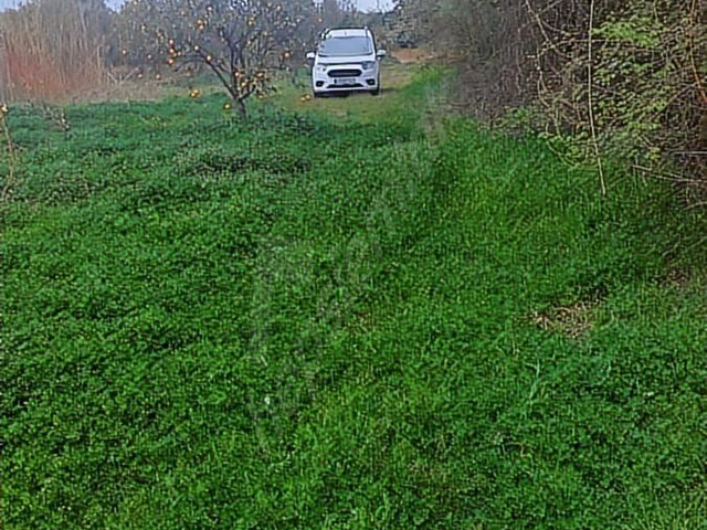 Muğla Dalyan SATILIK 750 m2 Tarla - Görsel 4