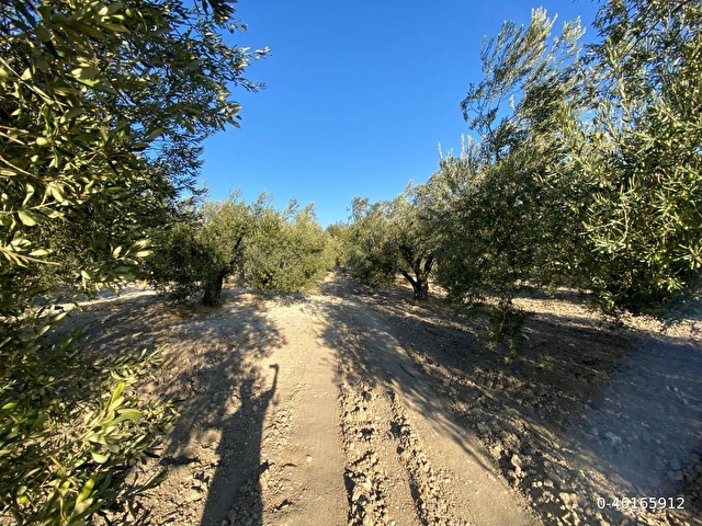 Soma Çavdır Satılık