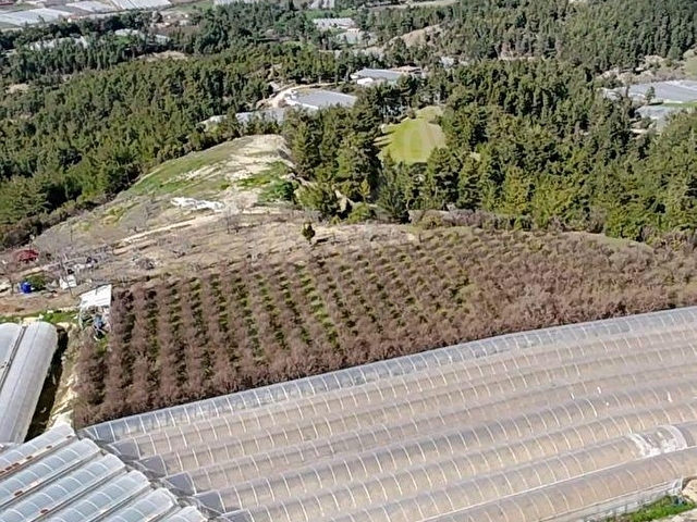 Kaş Karadağ Satılık 1600 m2 Fırsat Nar Bahçesi - Görsel 9