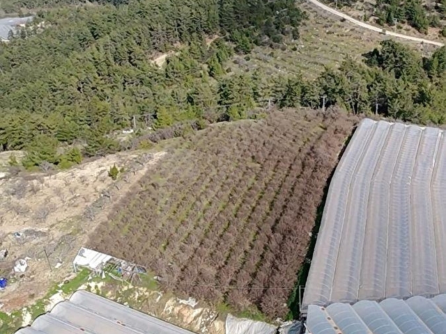 Kaş Karadağ Satılık 1600 m2 Fırsat Nar Bahçesi - Görsel 4