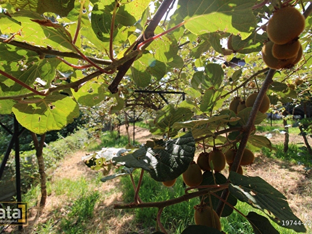 BEKİRALANINDA 1152 M2 İÇİNDE 2 ADET EV VE KİVİ BAHÇESİ - Görsel 5