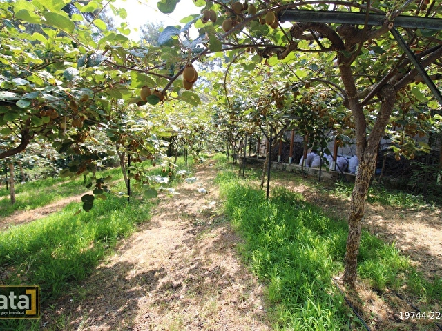 BEKİRALANINDA 1152 M2 İÇİNDE 2 ADET EV VE KİVİ BAHÇESİ