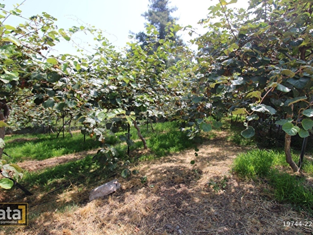 BEKİRALANINDA 1152 M2 İÇİNDE 2 ADET EV VE KİVİ BAHÇESİ - Görsel 3
