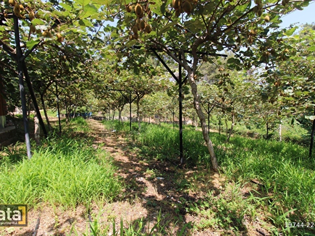 BEKİRALANINDA 1152 M2 İÇİNDE 2 ADET EV VE KİVİ BAHÇESİ - Görsel 6