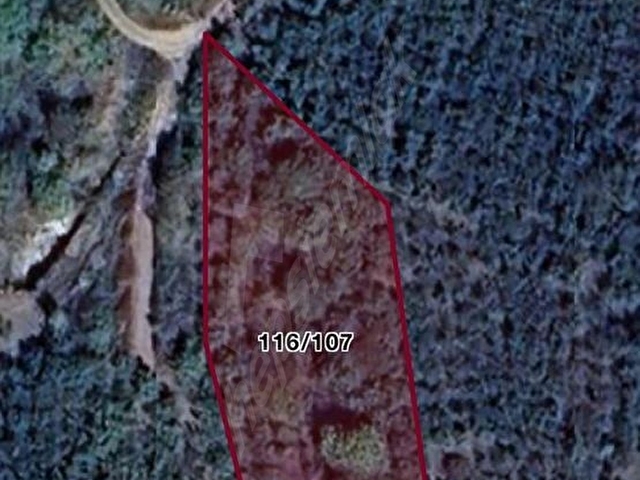 KANDIRA TOPLUCA MH SATILIK 1600 m2 FINDIK BAHÇESİ - Görsel 2