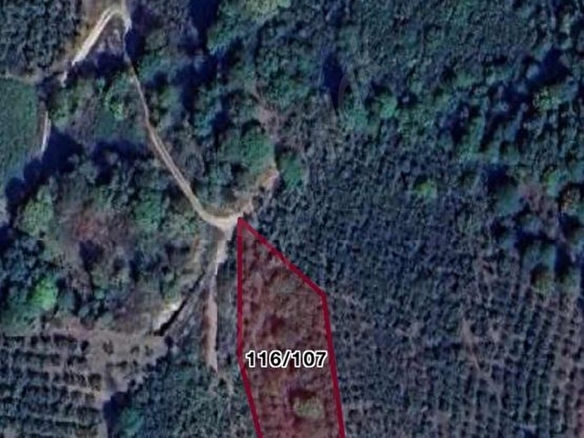 KANDIRA TOPLUCA MH SATILIK 1600 m2 FINDIK BAHÇESİ