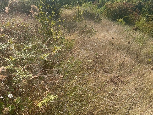 ZONGULDAK KDZ.EREĞLİ BURUNCUK BÖLGESİNDE DENİZ MANZARALI SATILIK TARLA. - Görsel 5