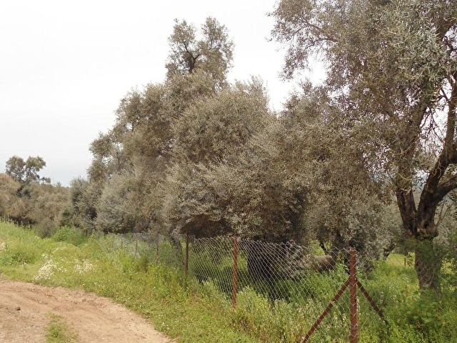 MUĞLA MİLAS EĞRİDERE MEVKİİNDE HİKMETTEN ZEYTİNLİ TARLA VE BAĞ - Görsel 14