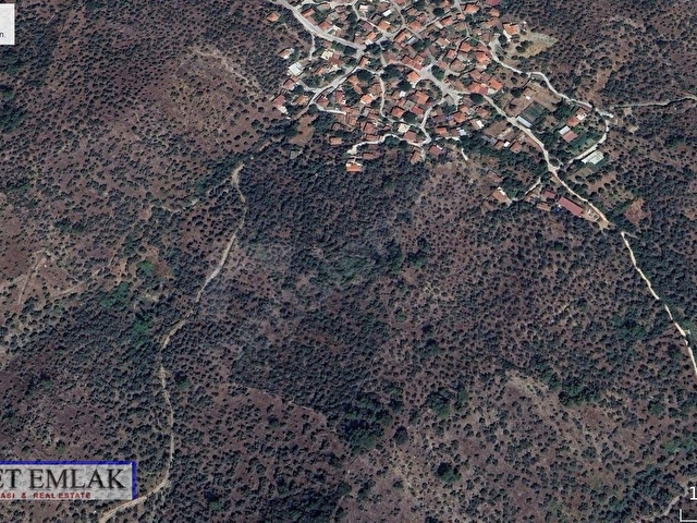 MUĞLA MİLAS EĞRİDERE MEVKİİNDE HİKMETTEN ZEYTİNLİ TARLA VE BAĞ - Görsel 2