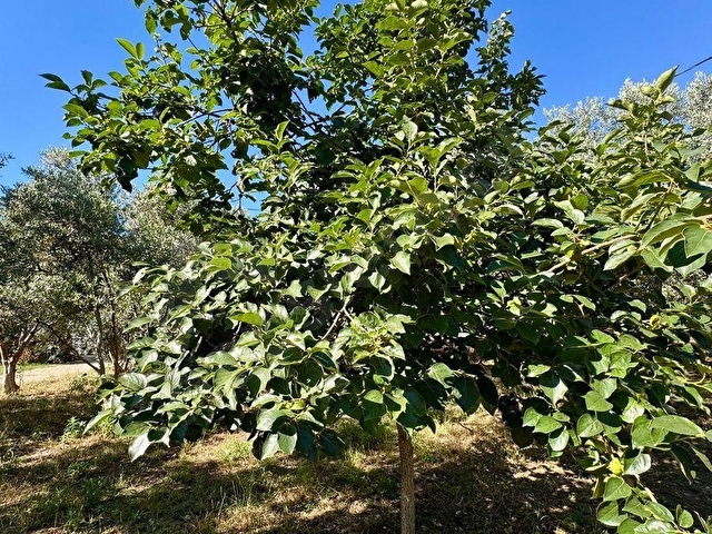 FETHİYE KARGI MAH.SATILIK 750 M2 PARSEL - Görsel 20