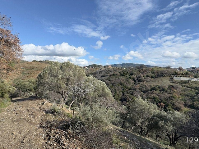 SEFERİHİSAR GÖLCÜK SATILIK 29.380 m² ZEYTİNLİK MANZARALI YOL EV DOĞA İÇ İÇE - Görsel 2