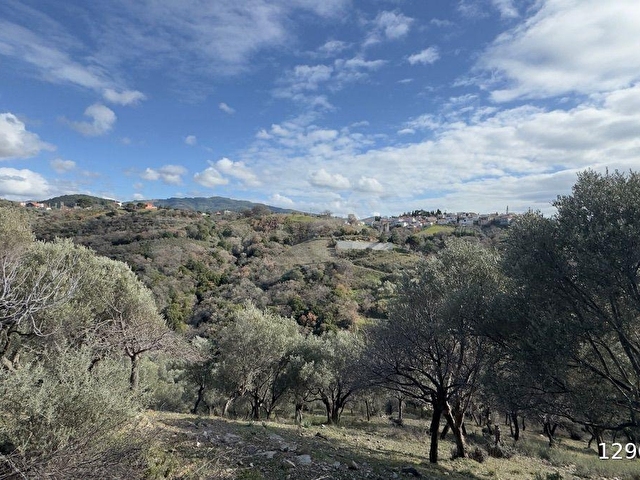 SEFERİHİSAR GÖLCÜK SATILIK 29.380 m² ZEYTİNLİK MANZARALI YOL EV DOĞA İÇ İÇE