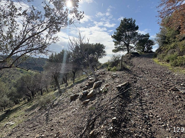 SEFERİHİSAR GÖLCÜK SATILIK 29.380 m² ZEYTİNLİK MANZARALI YOL EV DOĞA İÇ İÇE - Görsel 12