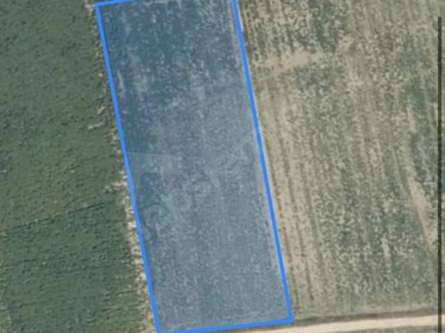 YENİŞEHİR SATILIK TARLA(pazarlık vardır)